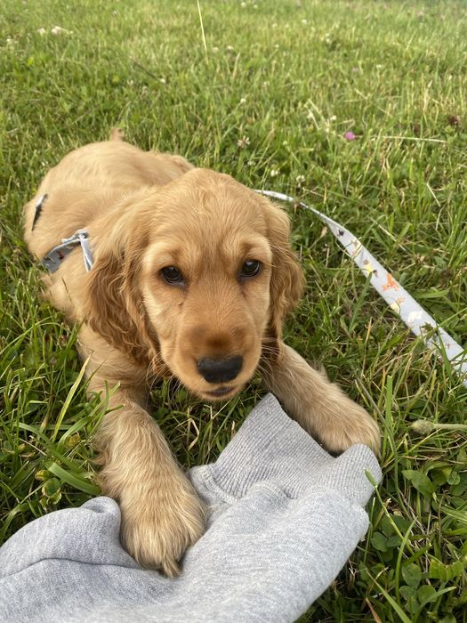Pies Cocker spaniel