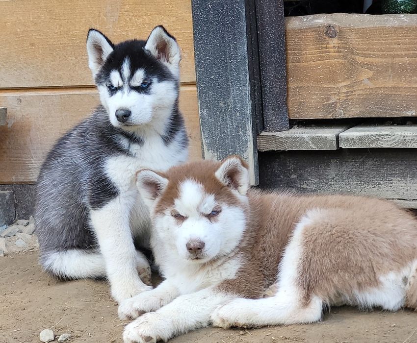 Husky Syberian szczeniak rodowód