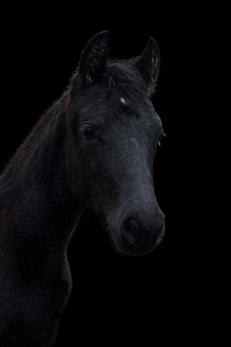 Sprzedam Klacz 10 miesiecy