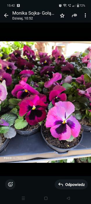 Sadzonki bratek 6szt sadzonki kwitnące