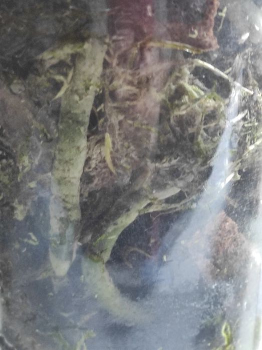 Орхідея фаленопсис орхидея фаленопсис