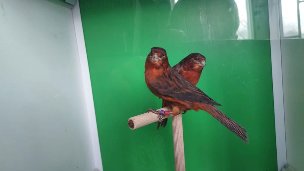 Kanarki ptaki ozdobne