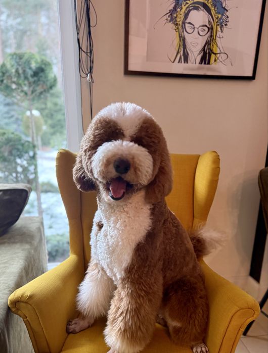 Pudel Giant - Dostepne w Polsce szczenieta