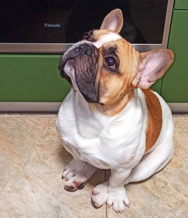 Французский бульдог. Красавчик ищет невесту. Вязка