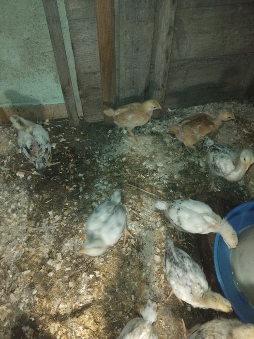 Курчата підрощені іспанка та мастєра.