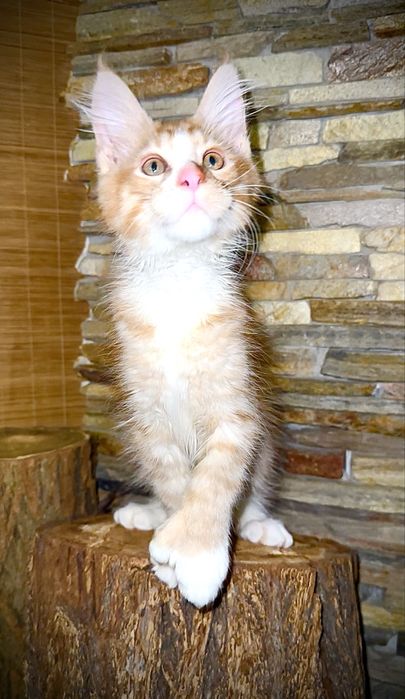 Сонячний хлопчик мейн-кун полідакт