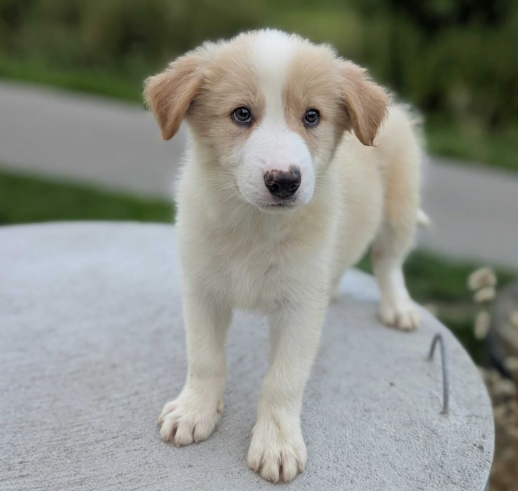 Border collie piesek ee red przebadani rodzice, gotowy na nowy dom, inteligentny, kontaktowy i spokojny charakter