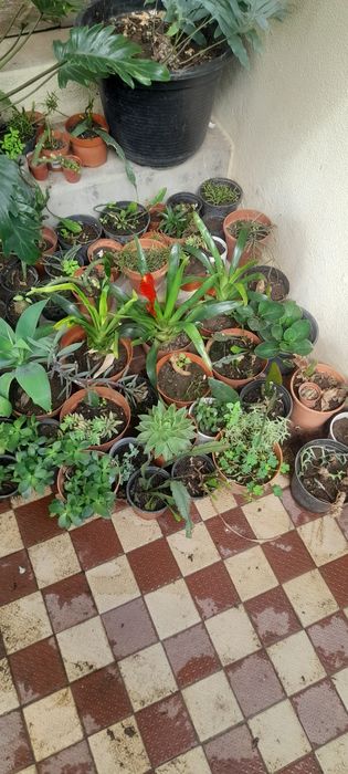 Vasos com suculentas/cactos baratoss...