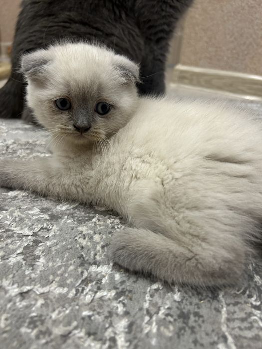 Шотландські кошенята
