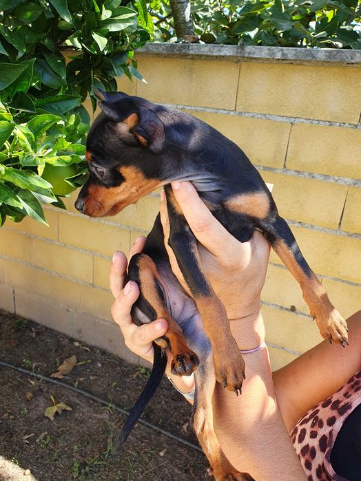 Pack de 2 Livros: Os Meus Animais De Estimação e Formas, Lebre Lili Loures  • OLX Portugal