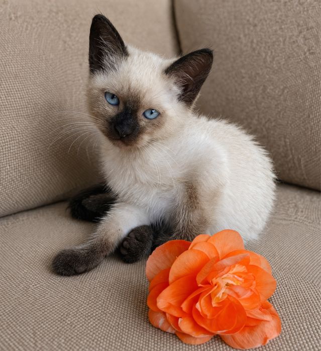 Кошенята сіамські