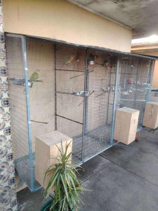 Vendo pássaros e viveiro