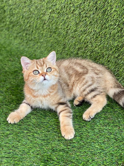 British golden shorthair