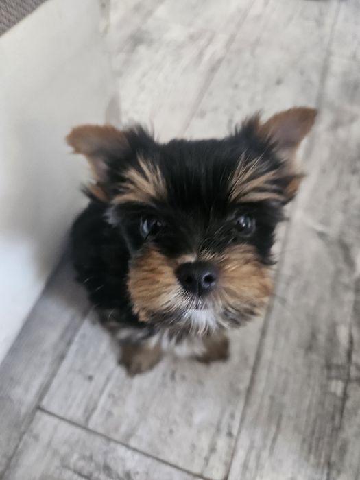 Yorkschire terrier