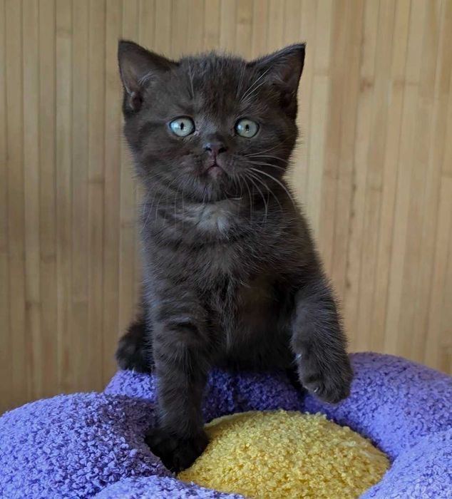 Gatinho British Shorthair chocolate