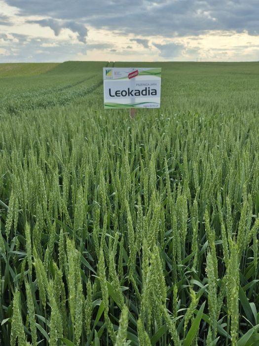 Pszenica jara LEOKADIA przewódkowa C/1