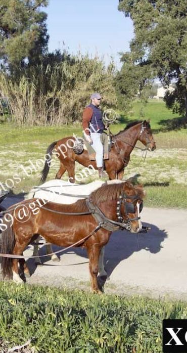 Egua luso-arabe com 10 anos
