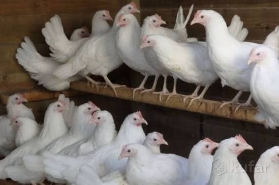 курочки несушки молодые Декалб Уайт куры несушки