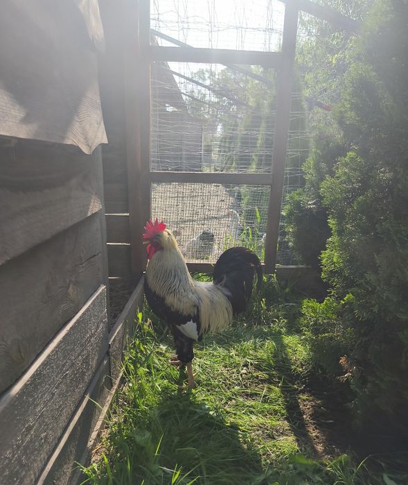 Jaja lęgowe czubatki staropolskie