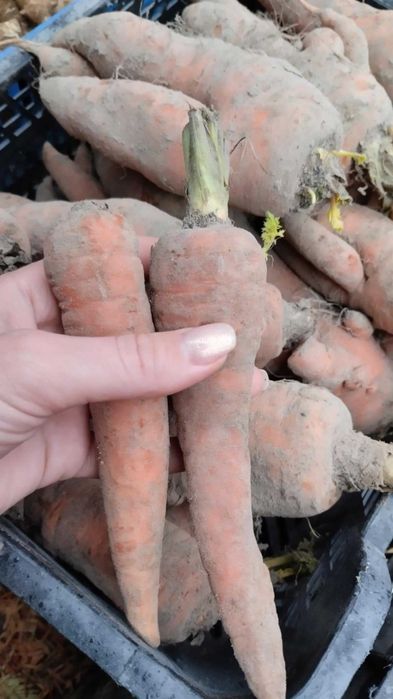 Warzywa,Soki ,Oleje  od Młodego Rolnika