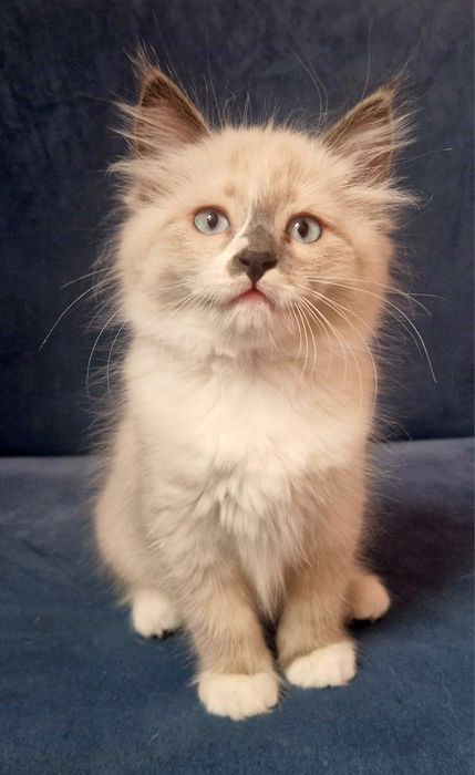 HUGO Kocurek syberyjski Neva Masquerade JUŻ DO ODBIORU!