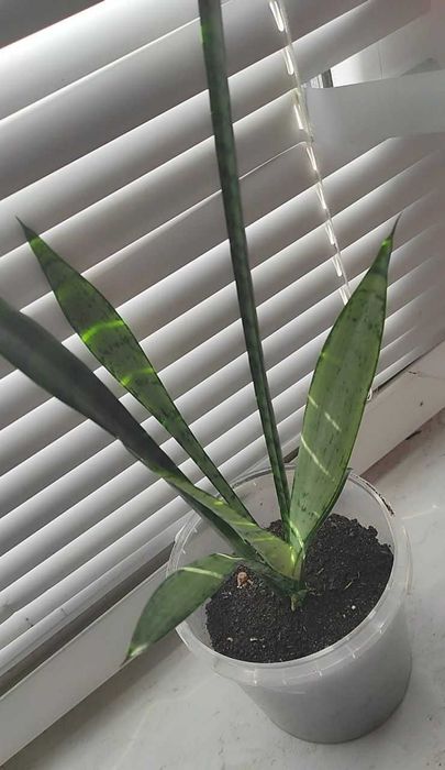 ‼️Продам: Сансевієрія та Грошове дерево!
(з горщиками)