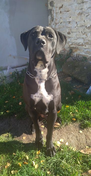 В'язка Кане корсо