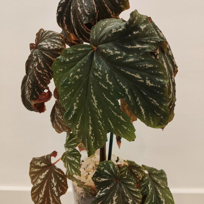 BEGONIA ACONITIFOLIA // planta interior
