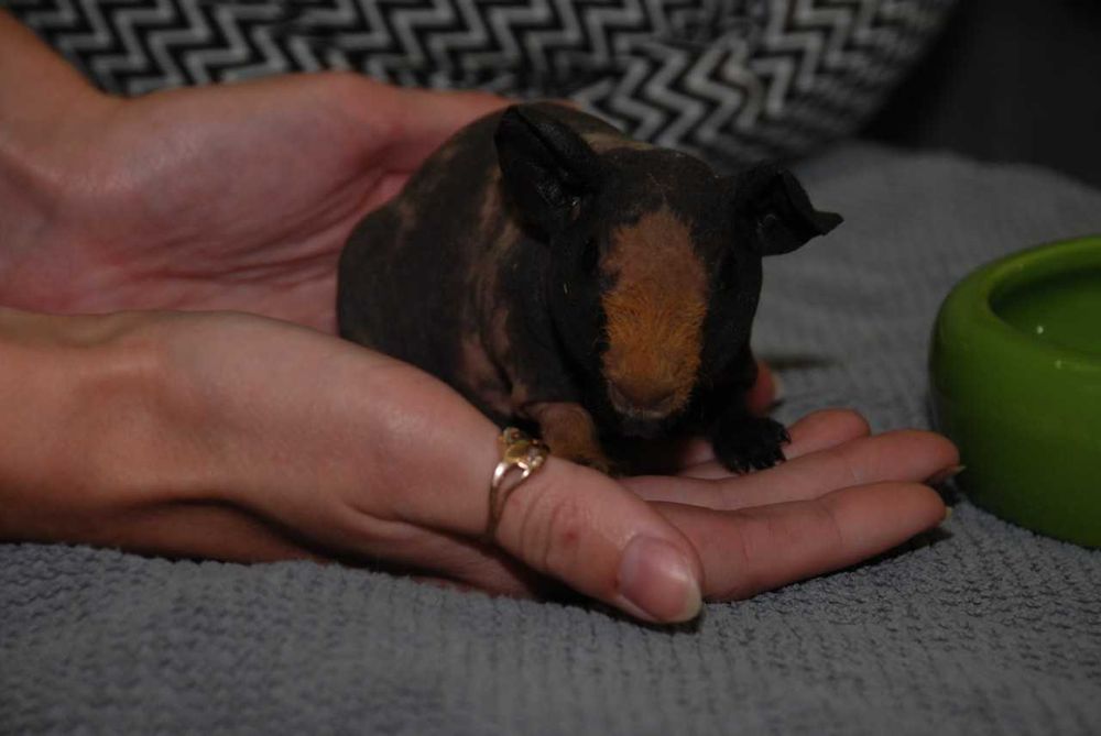 Морськи свинки в асортименті