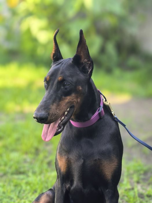 Szczeniak Dobermana