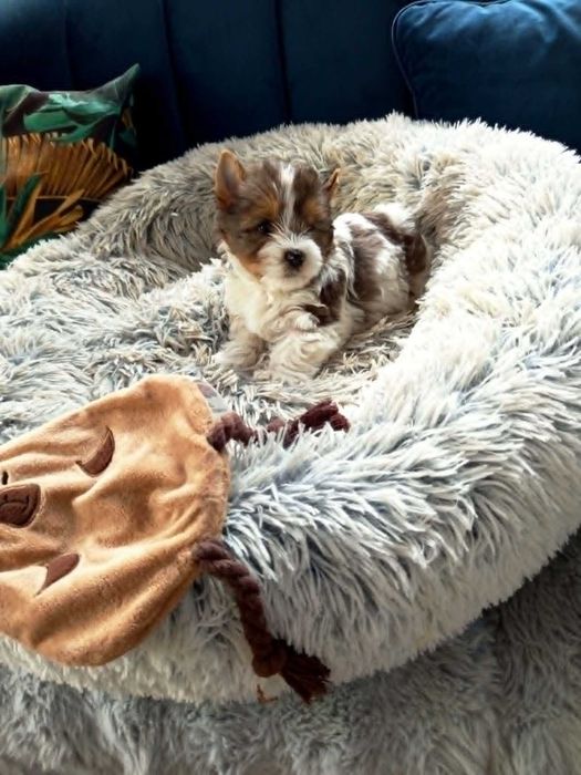 York śliczna suczka Yorkshire terrier o unikatowym kolorze