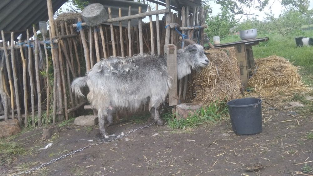 Продам хорошу козу