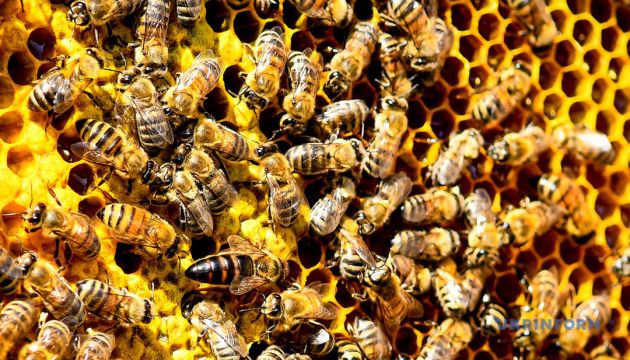 Продам бджолопакети Карніка