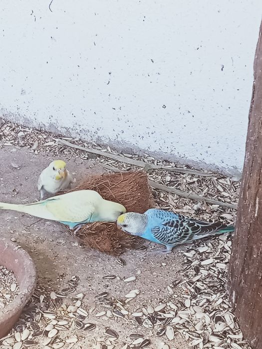 Vendo periquitos