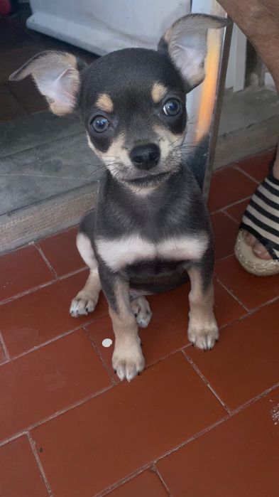 Chihuahua cinzento