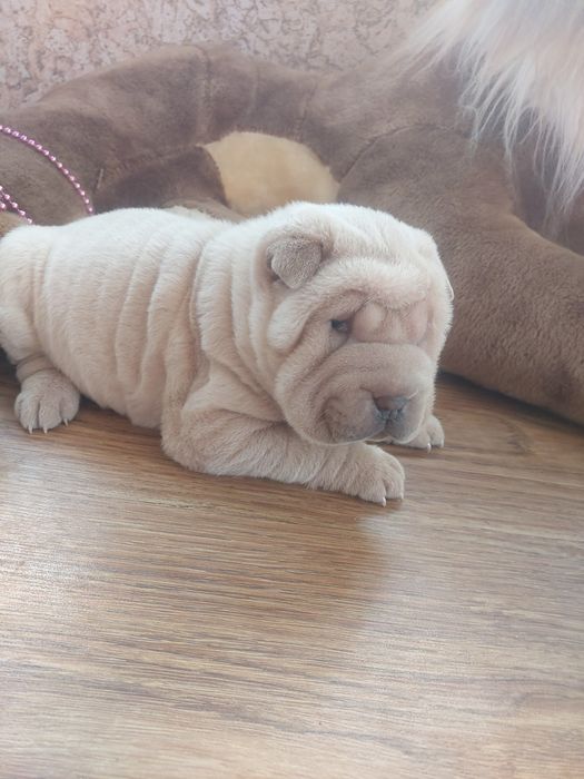 Щенки шарпея редких окрасов.