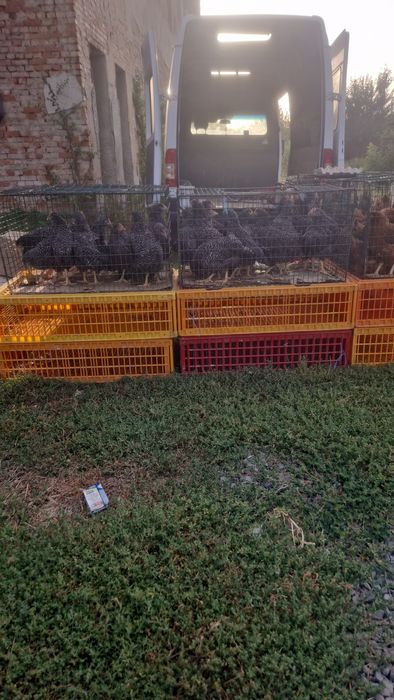 Кури Домінант на яйця