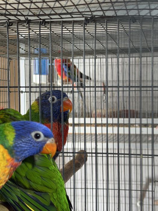 Loris  Molucanus Arco Iris
