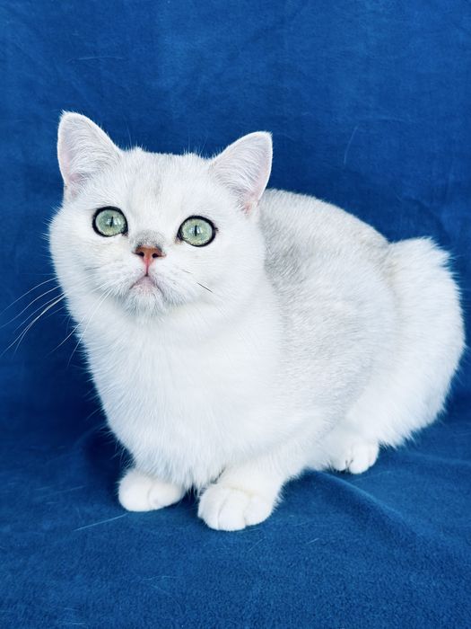Котик Сімба завуальована срібляста шиншила
