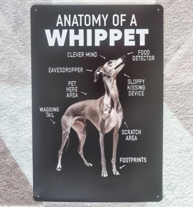 Whippet zabawna metalowa tabliczka Anatomy of a whippet
