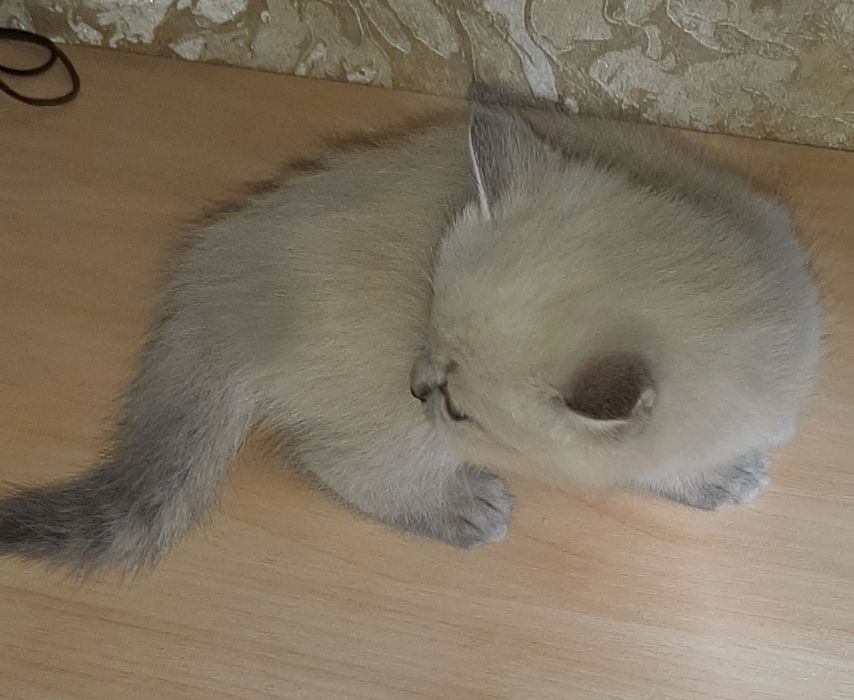 Котенок Британская Блю Поинт