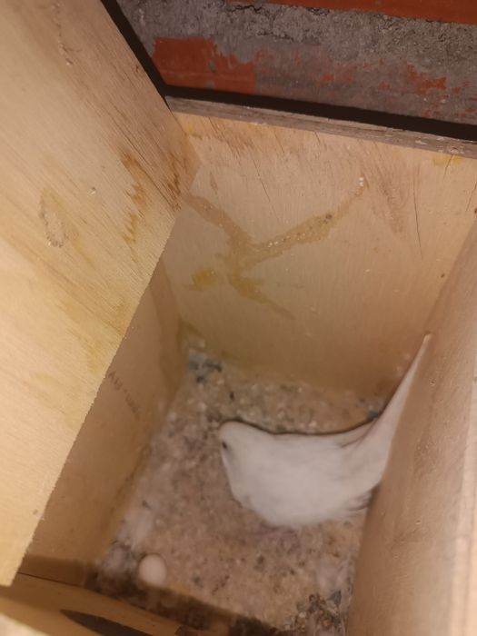 Piriquitos para vender