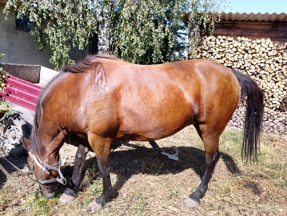 Продам кобилу 9 років