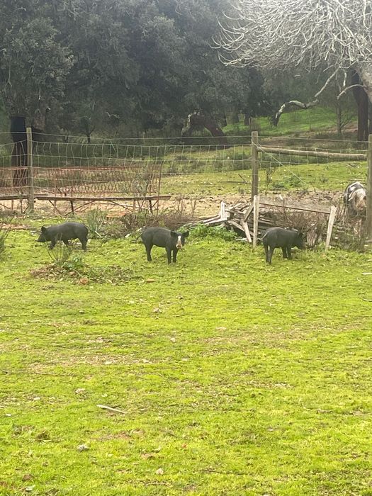 Leitoes para venda 4 meses