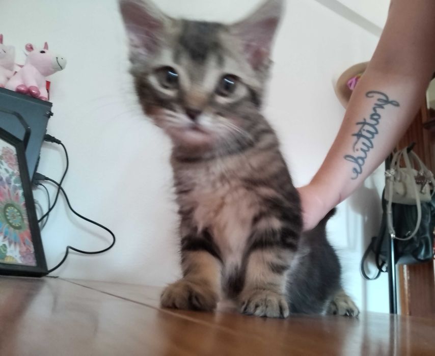 Tenho um gatinho para adoção