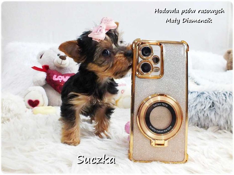York Yorkshire Terrier Malutka Suczka z Rodowodem i Wyprawką do Odbioru