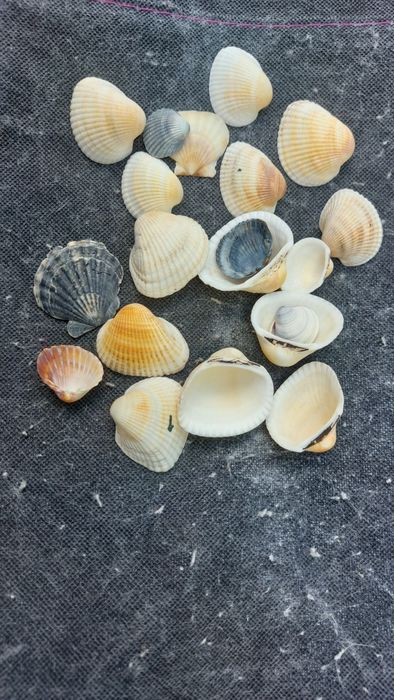 Акваріумні аксесуари камінь, ракушки  з Севастополя !