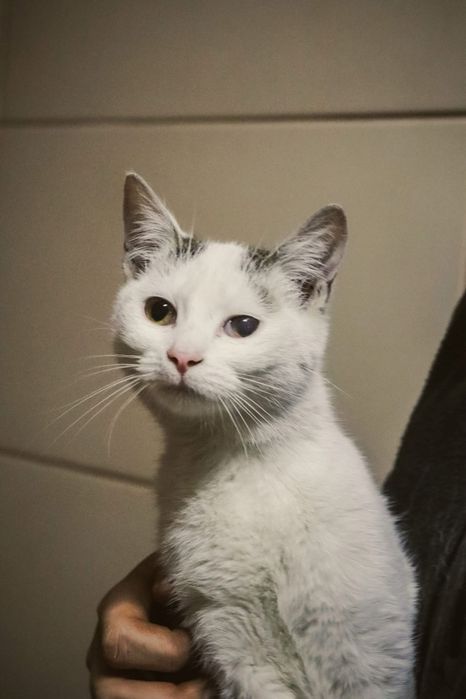 Lusia i Pysia szukaja domu