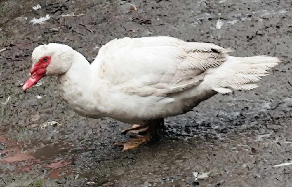 Kaczki Kaczory francuskie z Wolnego Wybiegu tegoroczny drób z czerwca