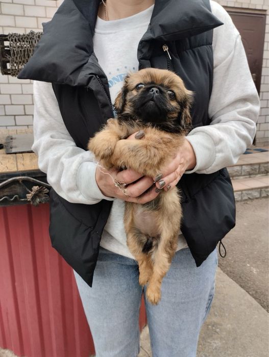 Щенятка Пекінесики шукають родину